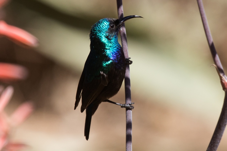 07palestine sunbird2 1024x683