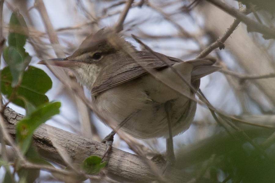 08 basra reed warbler1 1024x684