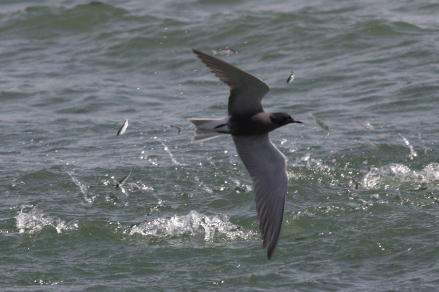 08 black tern2 1024x682