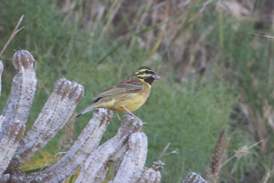 08 cirl bunting male 1024x684