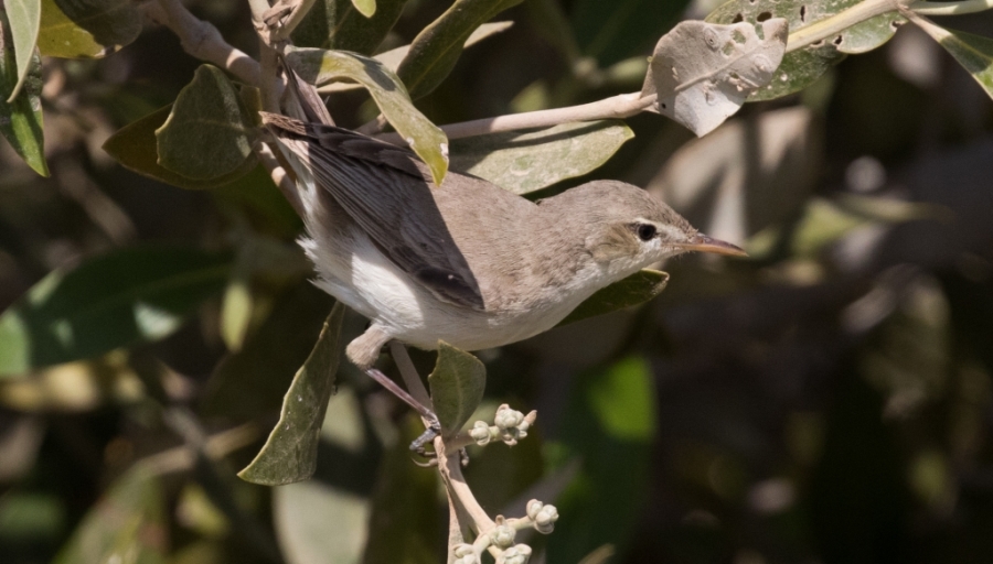 08 eastern olivacious warbler mangrove 1024x583