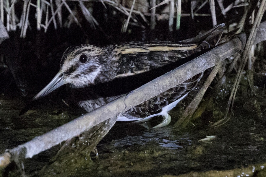 08 jack snipe jpl night 1024x682