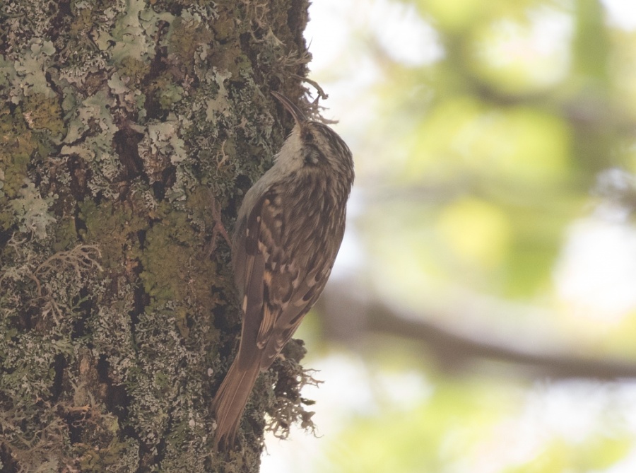 08 shortoed tree creeper 1024x761