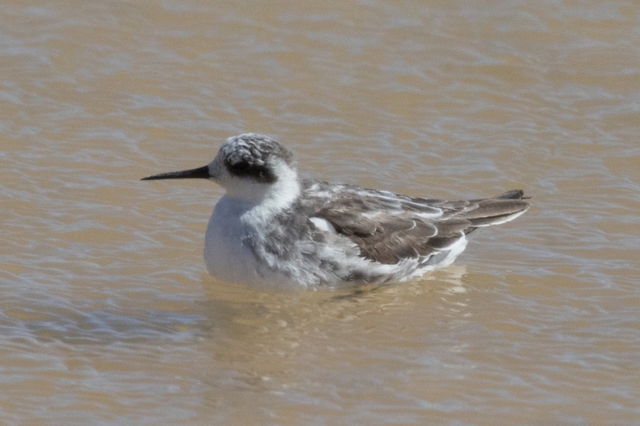 08red necked phalarope 1024x681