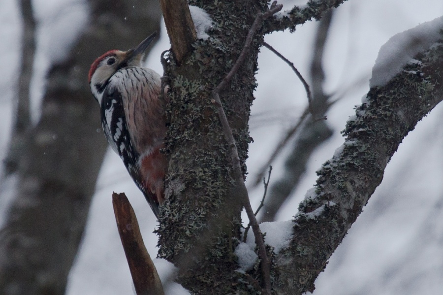 08white backed woodpecker 1024x682