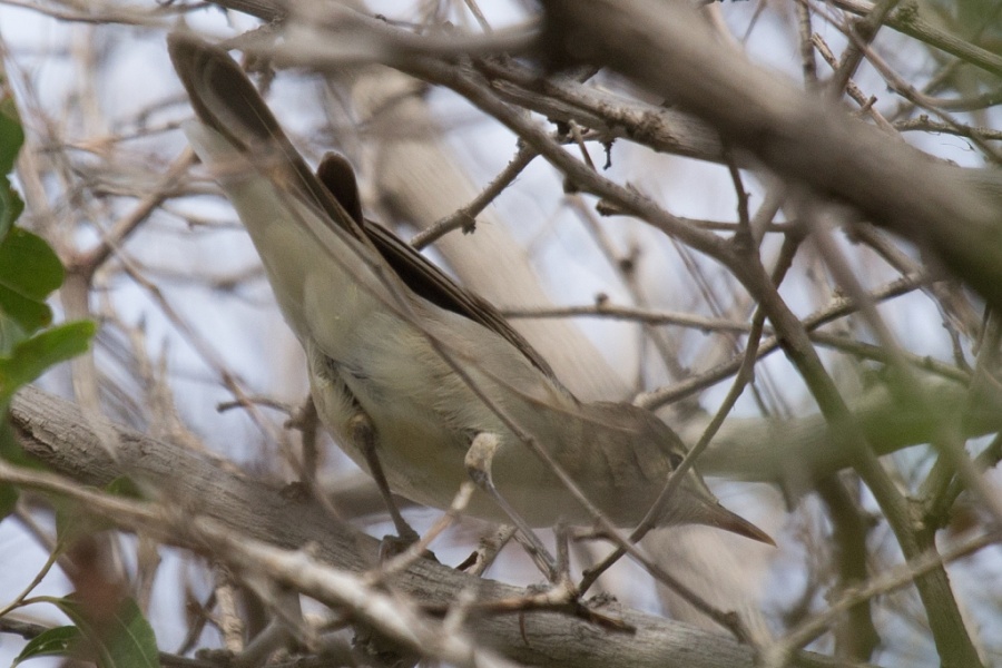 09 basra reed warbler3 1024x683