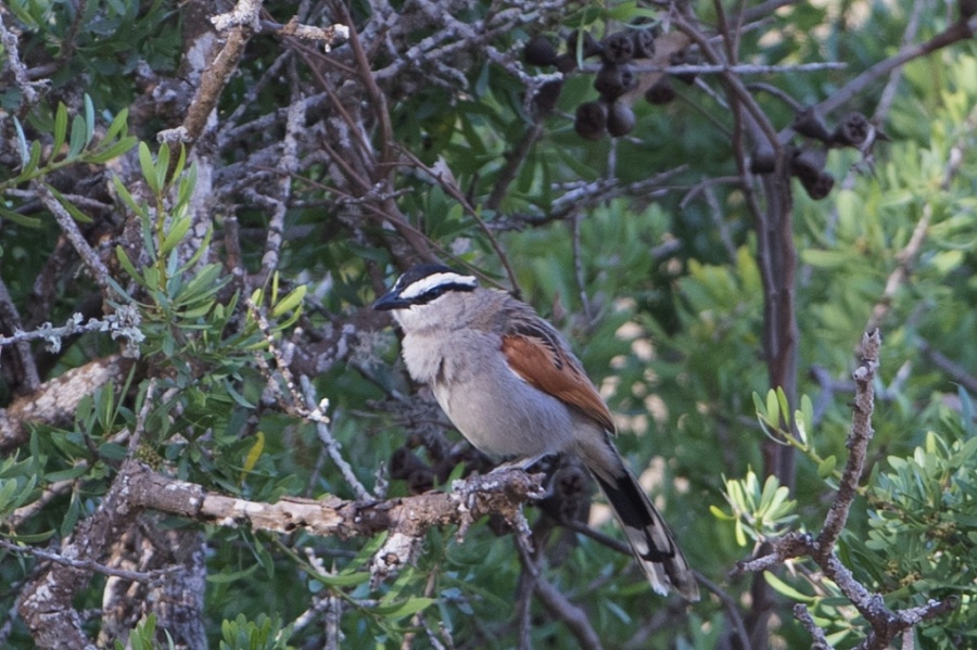 09 black crowned tchagra 1024x682