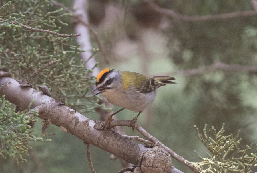 09 firecrest 1024x691