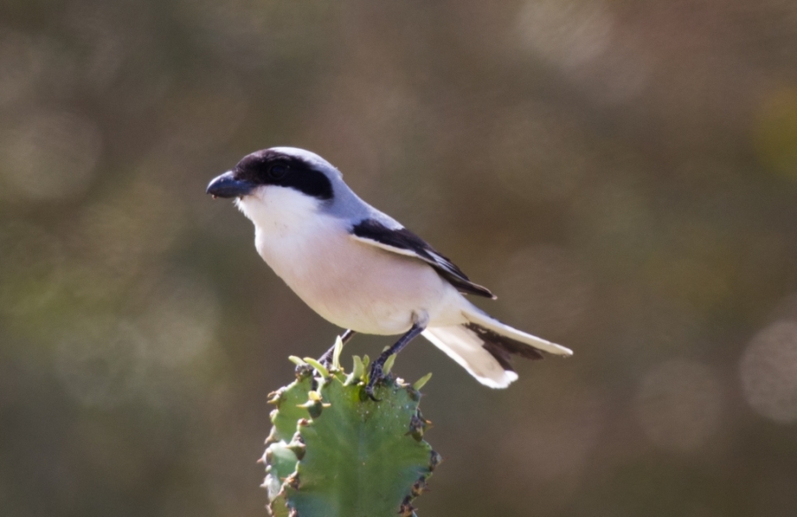 09 lesser grey shrike 1024x664