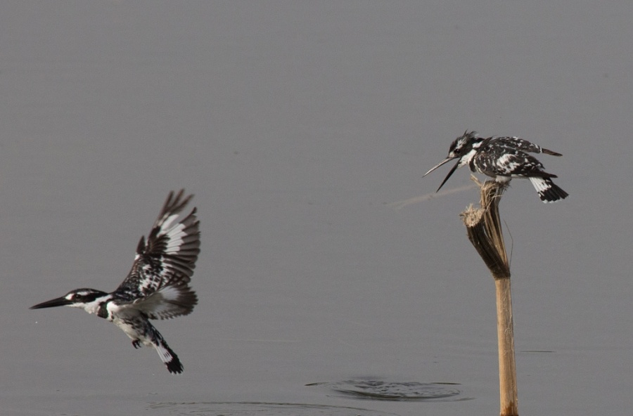 09 pied kingfisher luxor 1024x673