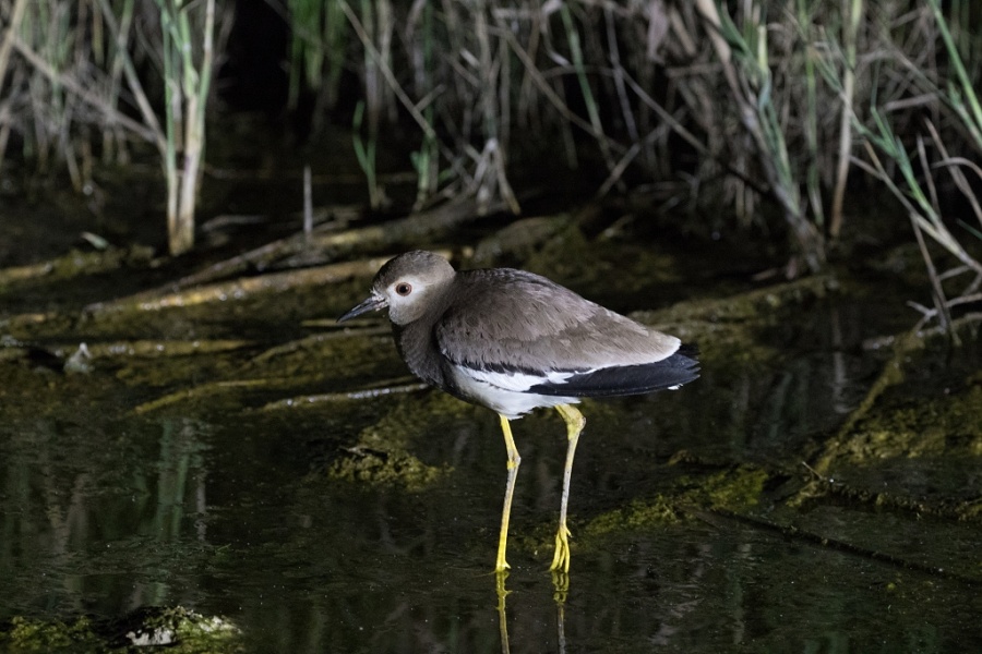 09 white tailed lapwing dark 1024x683