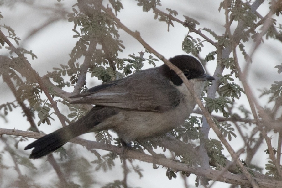 09arabian warbler 1024x683