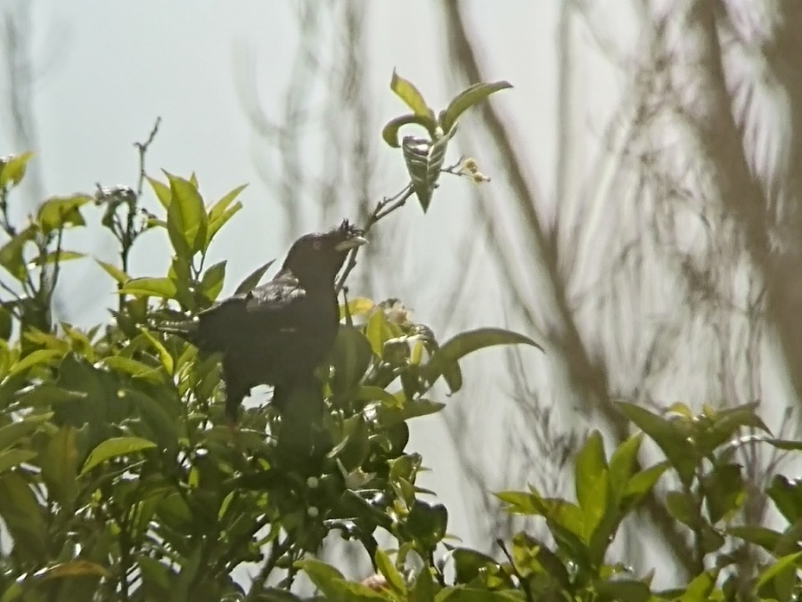 09crested myna 1024x769