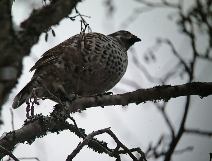 09hazel grouse 1024x778