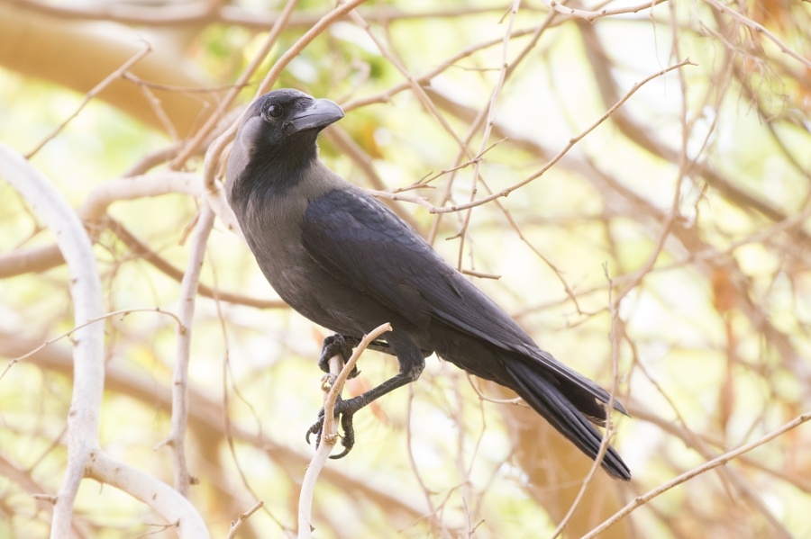 09house crow 1024x682