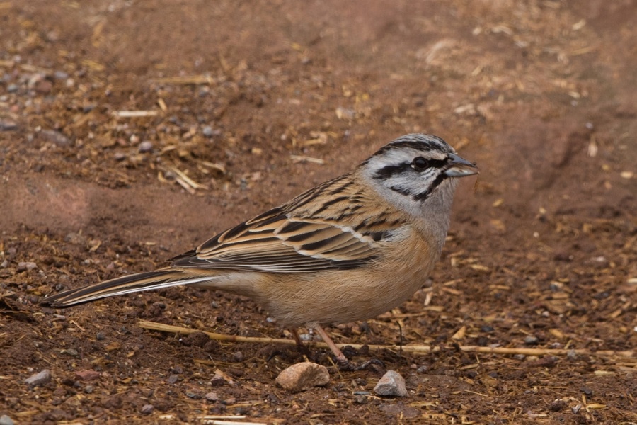 09rock bunting 1024x683