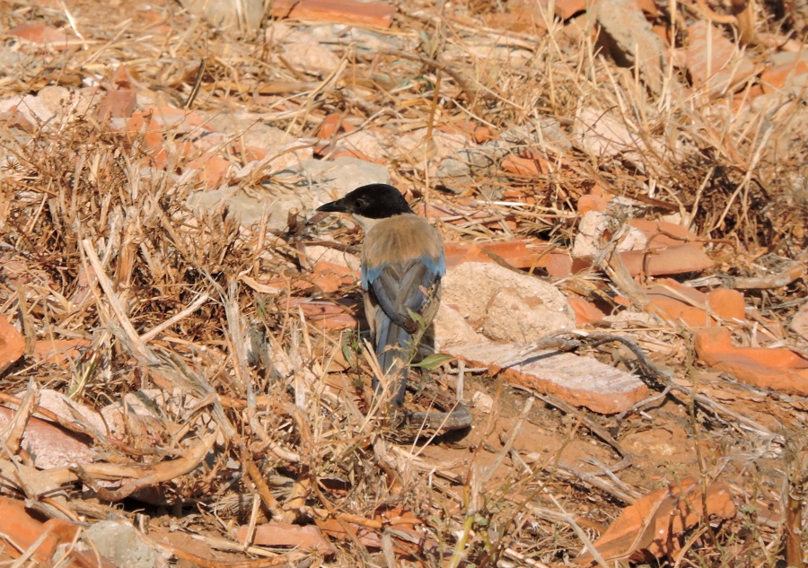 1. Straka modrá Azure winged magpie Cyanopica cyanus