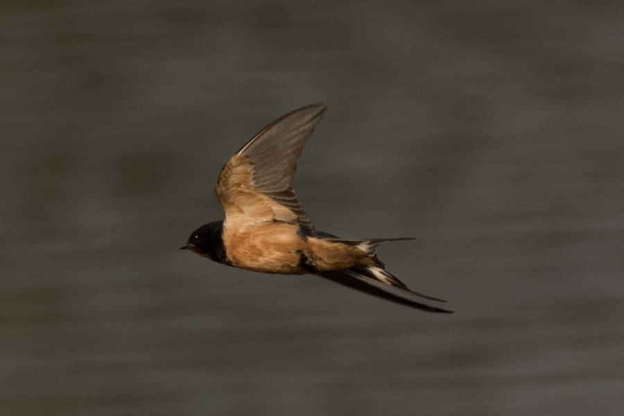 10 barn swallow egypt 1024x683