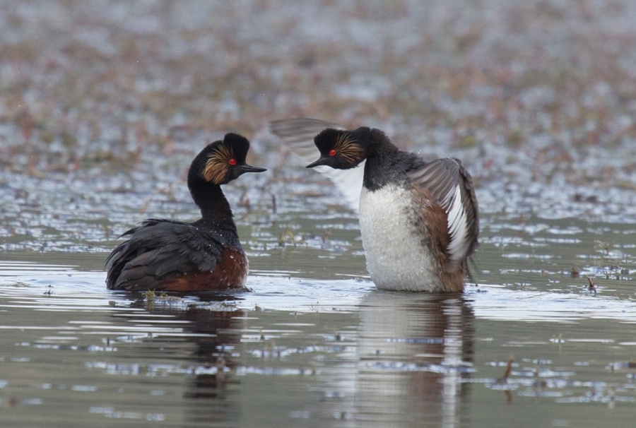 10 black necked grebe2 1024x690