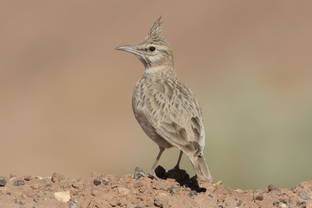 10 mahgreb lark 1024x683