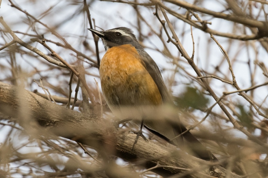 10 white throated robin 1024x683