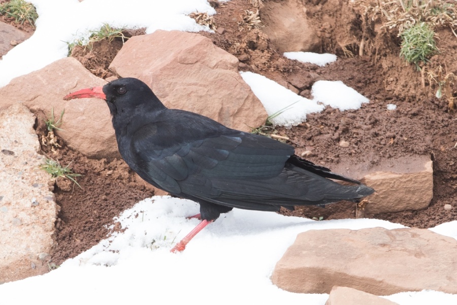 10chough 1024x683