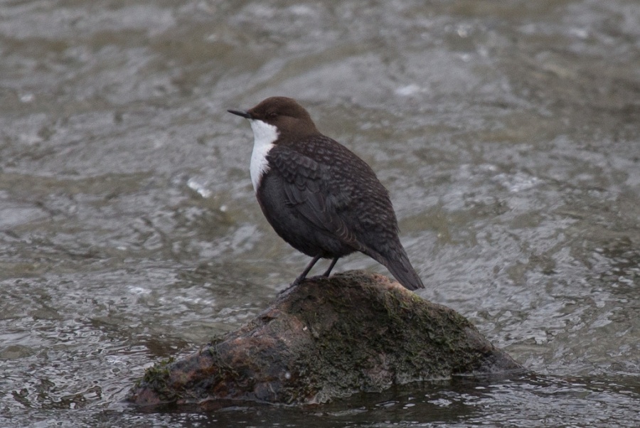 10dipper 1024x685