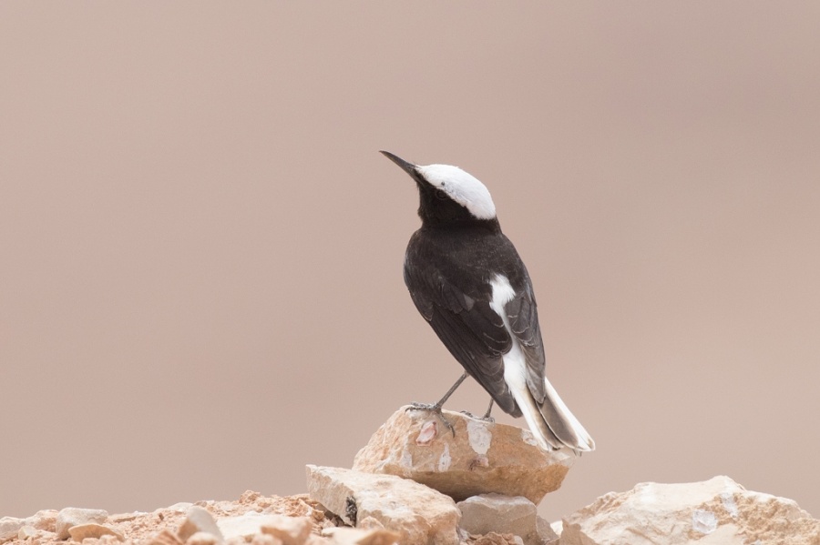 10hooded wheatear 1024x681