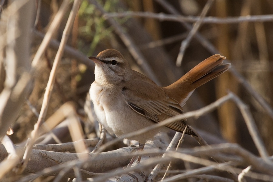 10rufous taoled scrub robin 1024x683