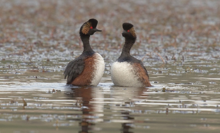 11 black necked grebe 1024x619