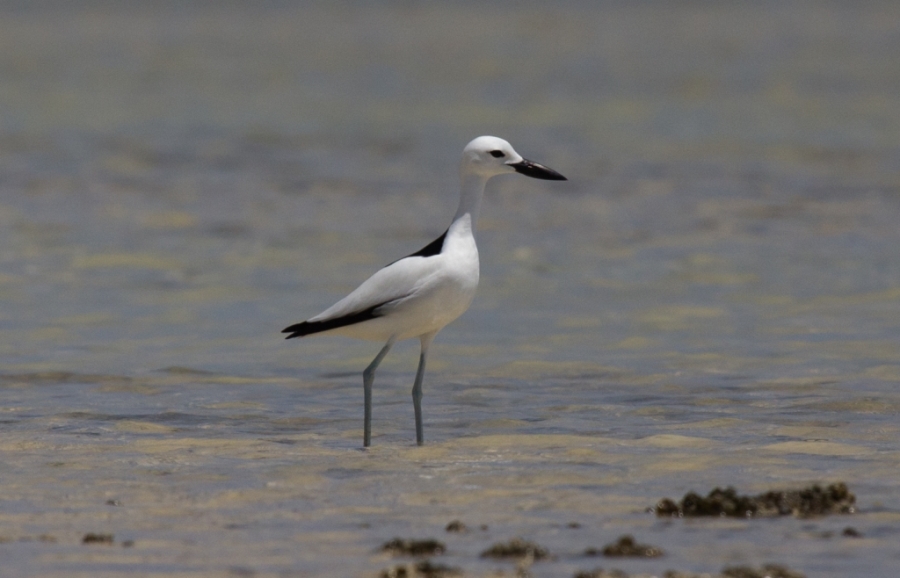 11 crab plover 1024x658