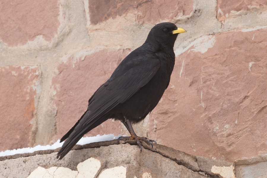 11alpine chough 1024x683