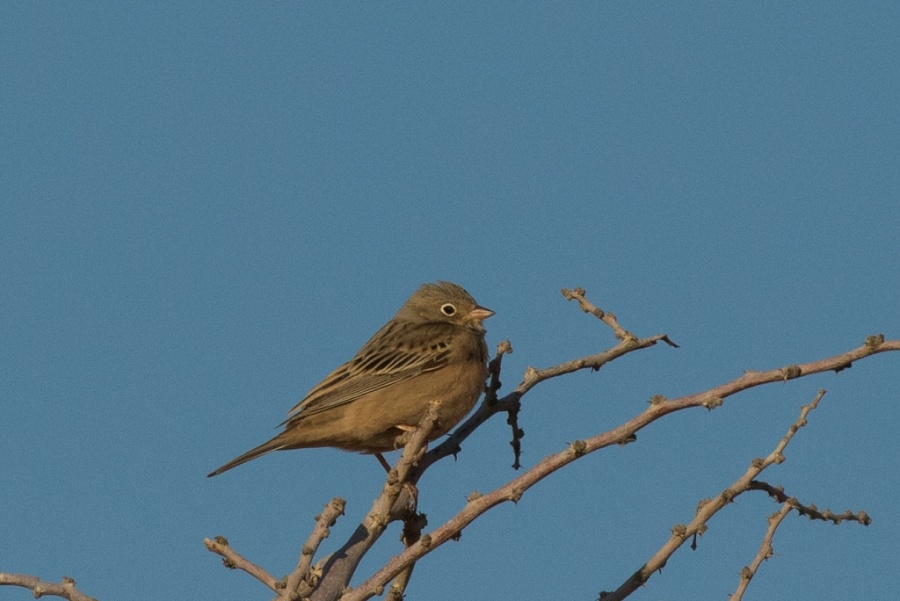 11cretshmars bunting2 1024x684