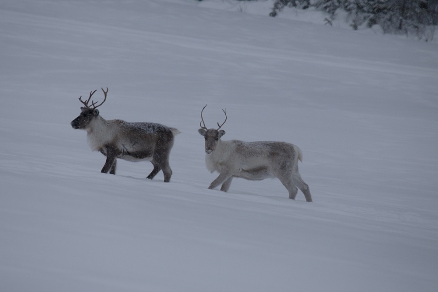 11reindeers 1024x683