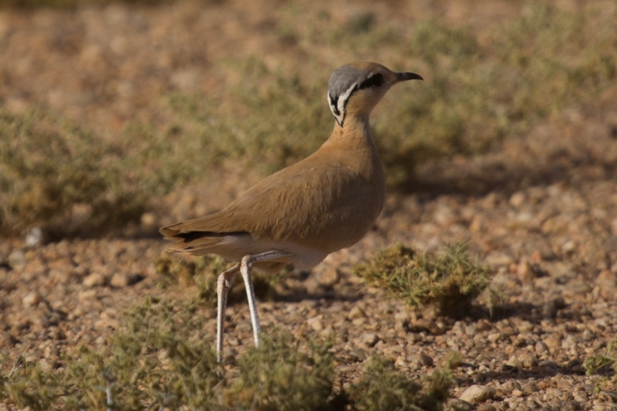 12 cream colored courser 2 1024x683