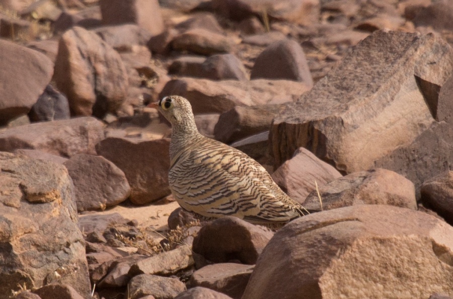 12 lichtenstein sandgrouse2 1024x676