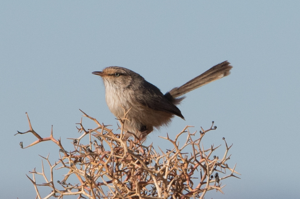 12 sahara scrub warbler 1024x682