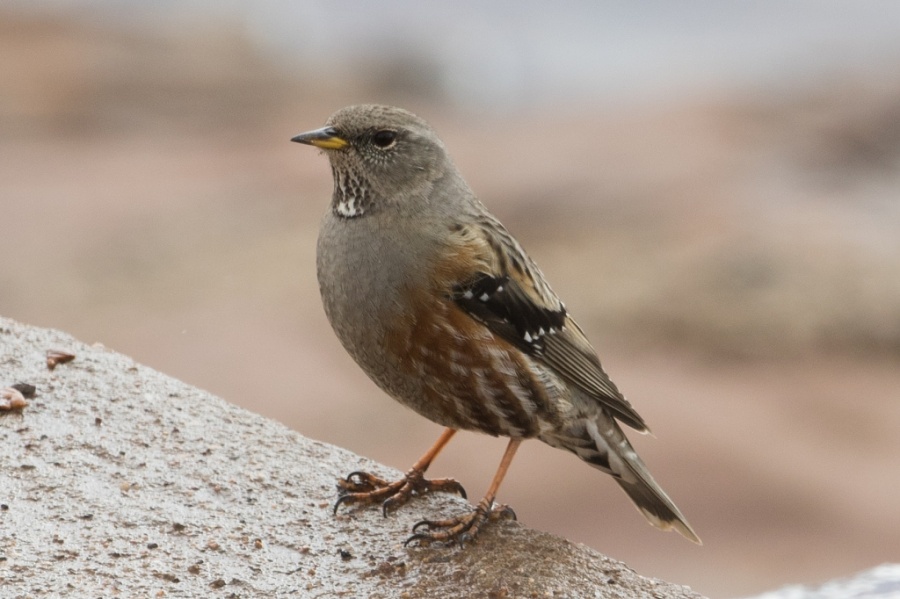 12alpineaccentor 1024x682