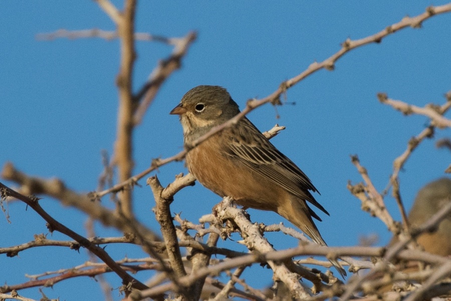 12ortolan bunting 1024x683