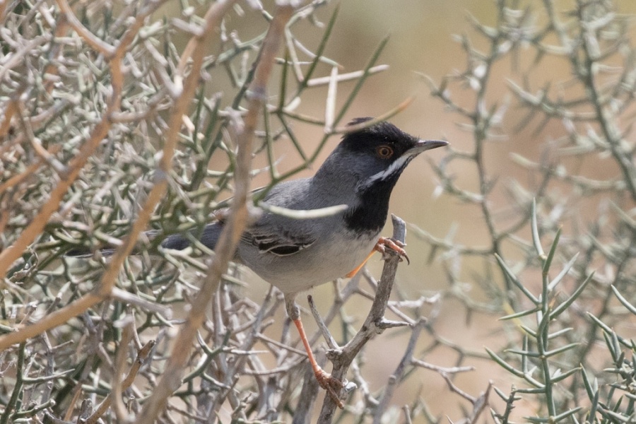 12ruppels warbler 1024x683