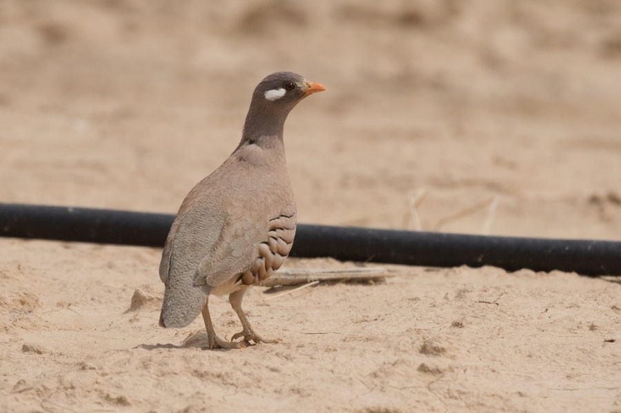 12sand partridge 1024x681