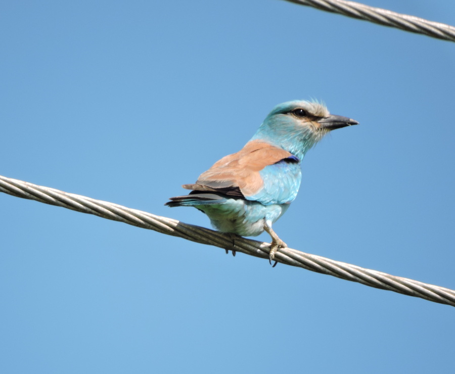 13. Mandelík hajní European roller Coracias garrulus