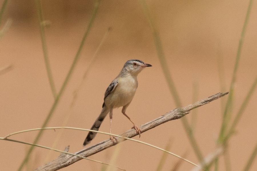 13 cricket warbler3 1024x681