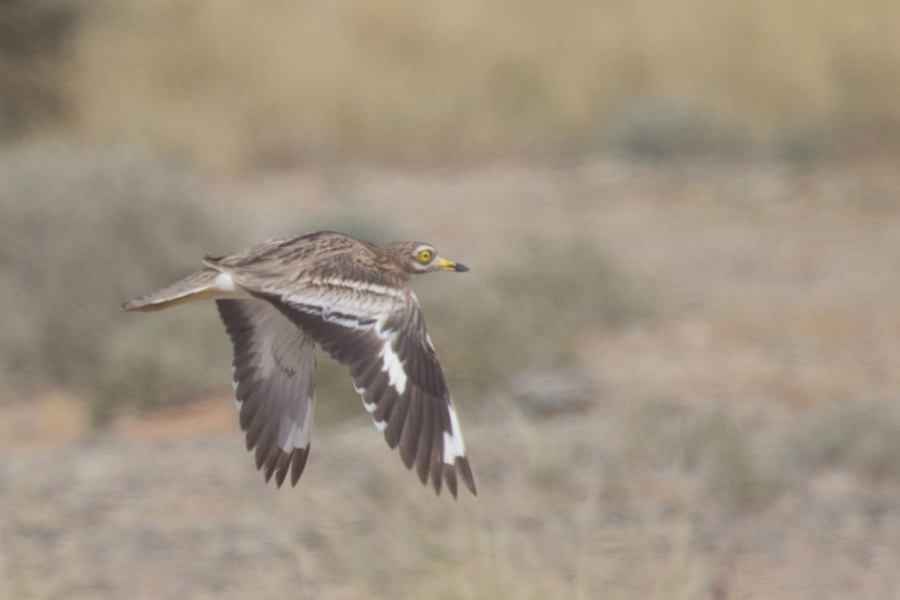 13 thick knee 1024x683