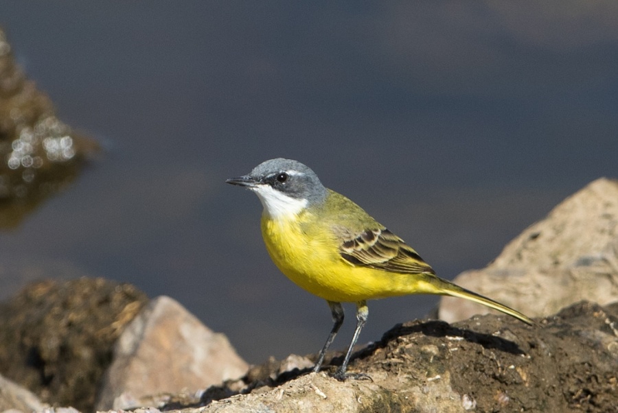 13 yellow wagtail iberea 1024x685