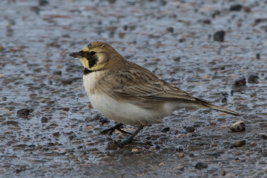 13atlas horned lark 1024x683