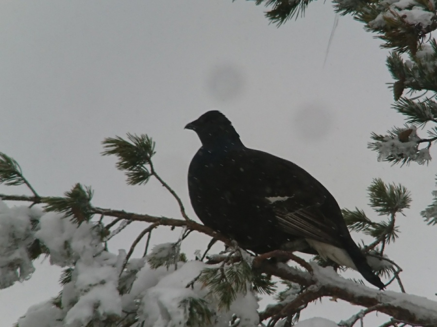 13black grouse 1024x766