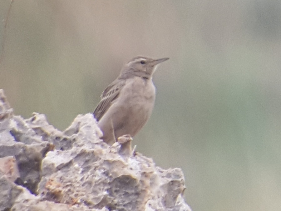 13long billed pipit 1024x768