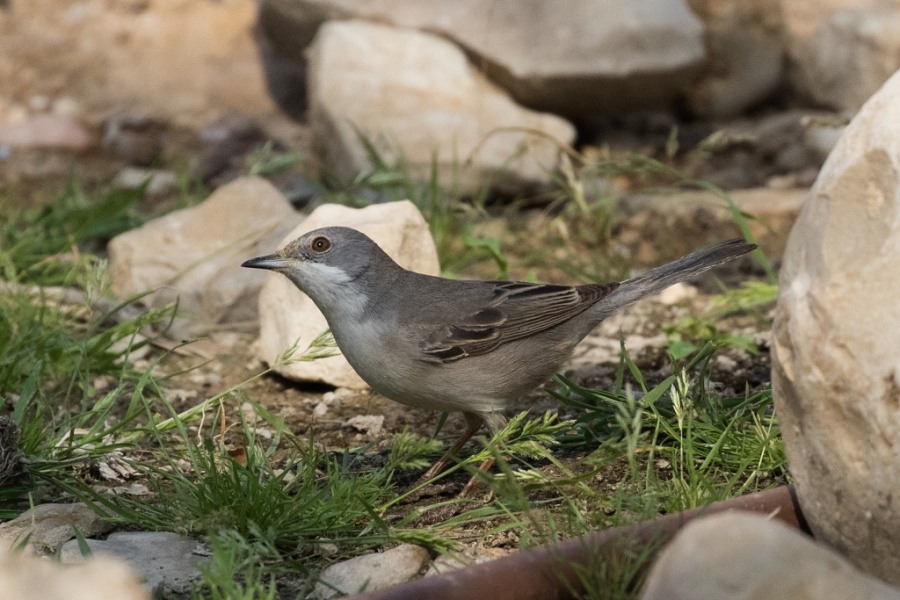 13ruppels warbler female 1024x683