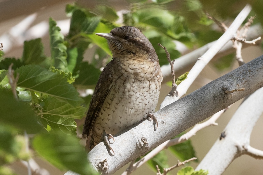 13wryneck 1024x682